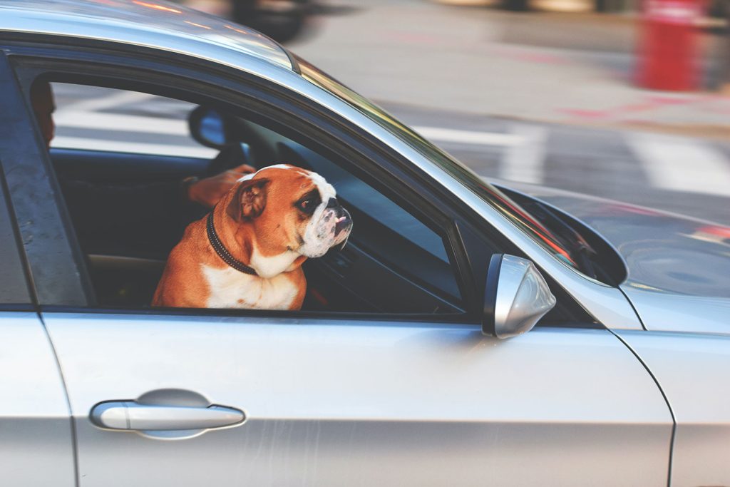 Att tänka på gällande hund i bil